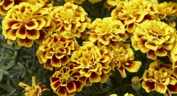 safari series marigold